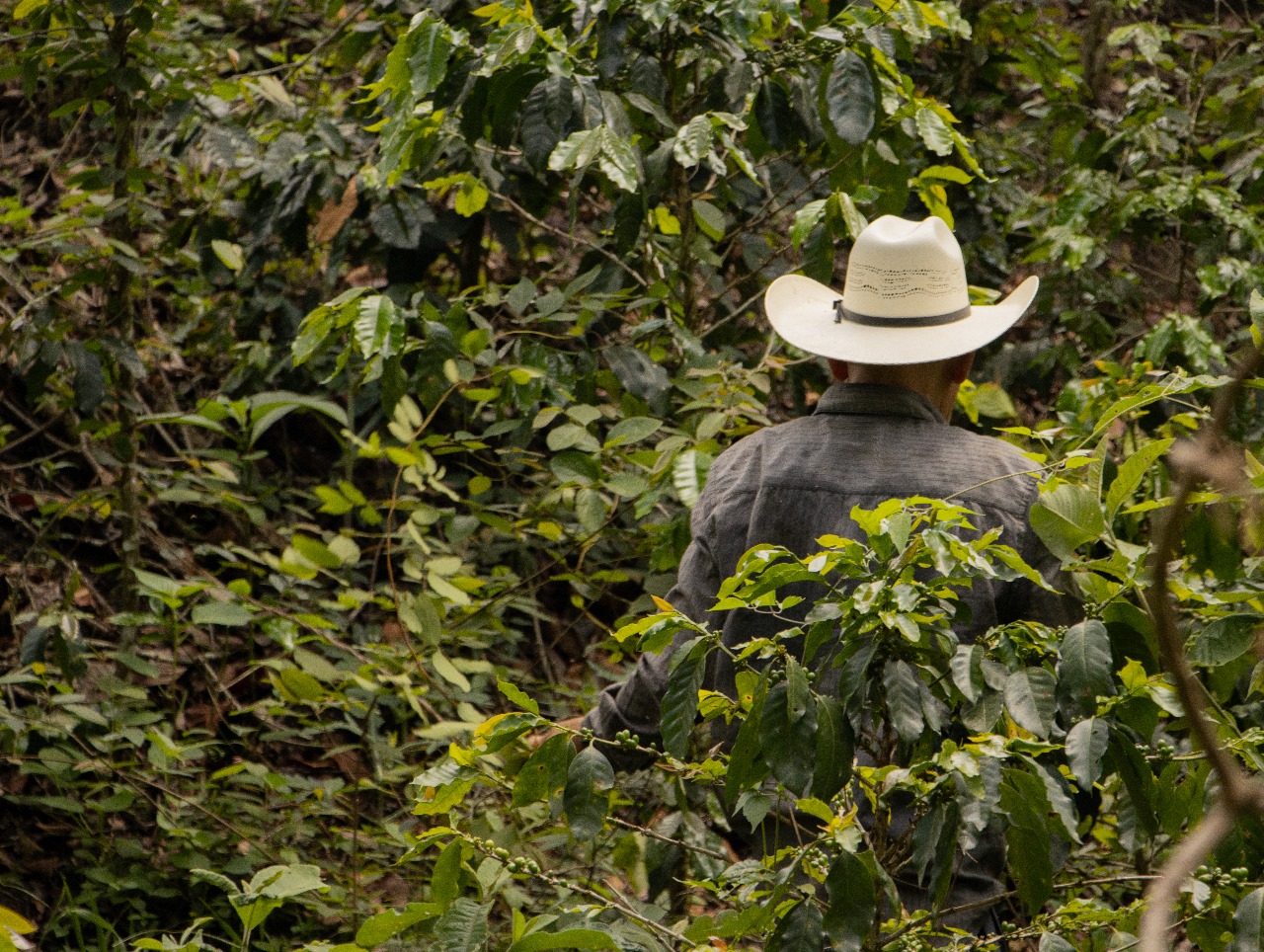 El valor del acceso a mercados para las y los productores de café en la
Sierra Madre de Chiapas